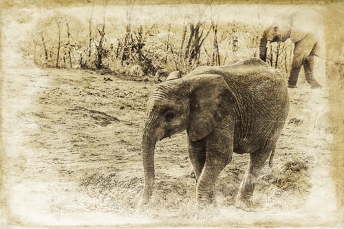 Preview: Vanishing Africa: Vintage Style Image Of A Young Elephant In The Hlane Royal National Park