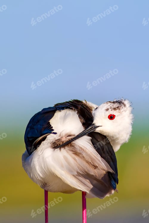 Preview: Common Water Bird. Black Winged Stilt. Himantopus Himantopus. Green Blue Nature Background.