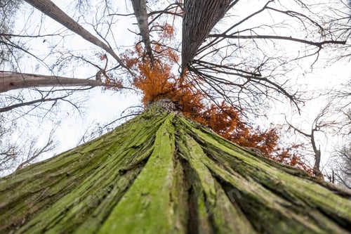 Preview: Late Autumn In The Park With Beautiful, Colorful Leaves. Fisheye Lens Effects
