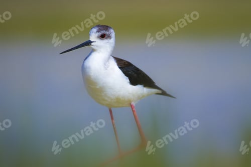 Preview: Black Winged Stilt. Himantopus Himantopus. Colorful Nature Background.