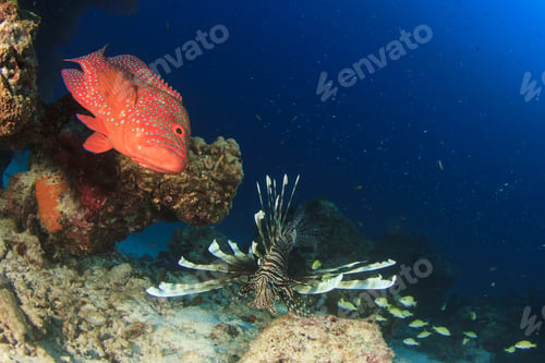 Preview: Coral Grouper Fish And Lionfish
