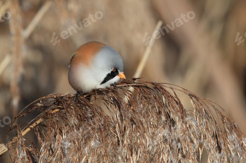 Preview: Bearded Reedling Or Bearded Tit (Panurus Biarmicus) Baden-Wuerttemberg, Germany