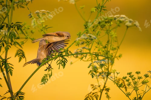 Preview: Cute Bird. Green Branches And Yellow Background. Eurasian Penduline Tit