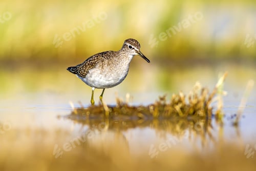 Preview: Water And Bird. Sandpiper. Colorful Nature Background. Bird: Wood Sandpiper. Tringa Glareola. Konya