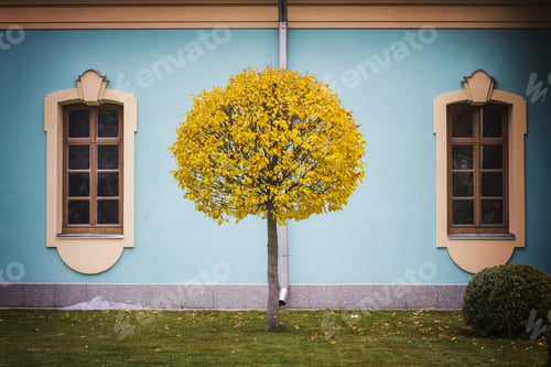 Preview: Autumn Time. Yellow Tree Against Blue Color Building Wall With Windows, Kiev, Ukraine