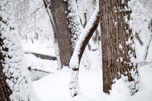 Vorschau: Schneelandschaft im Park