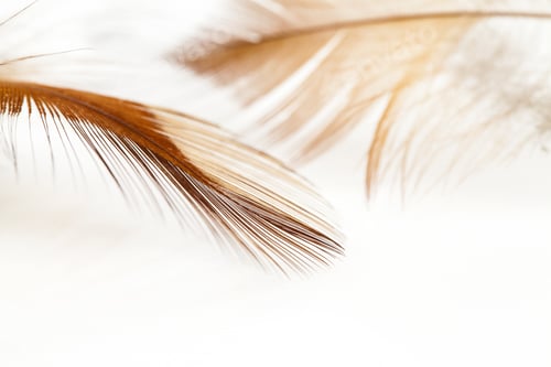 Preview: Colorful Hen Feather With White Background
