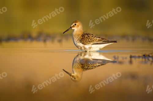 Preview: Nature Habitat And Water Bird. Common Water Bird. Green Yellow Nature Habitat Background. Bird