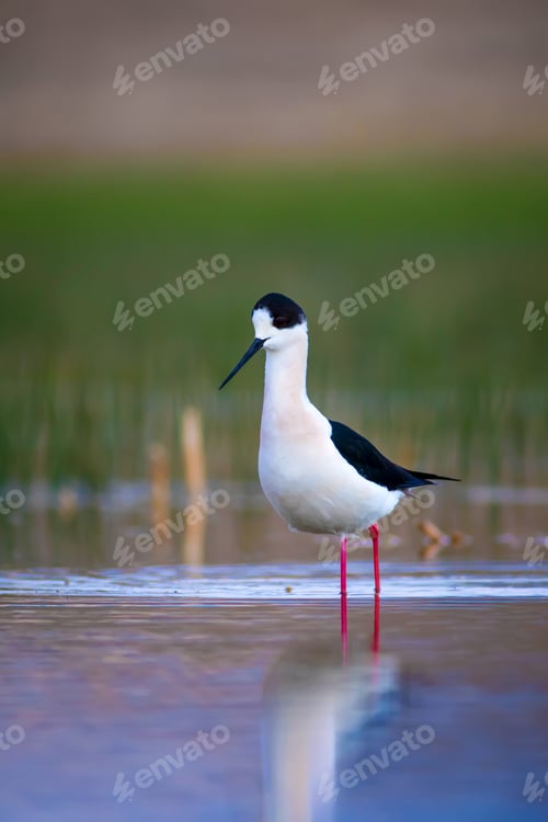Preview: Cute Long Legged Bird. Colorful Nature Background.
