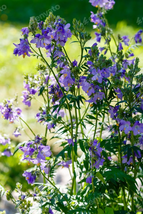 Preview: The Bee Collects Nectar On The Flowers Of Polemonium Blue. Polemonium Caeruleum, Known As