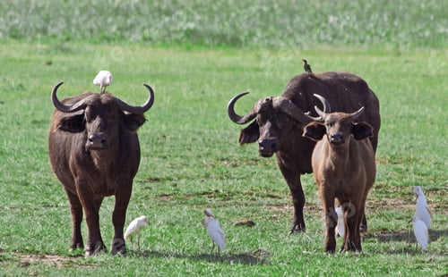 Preview: African Buffalos In The Lake Manyara National Park, Tanzania
