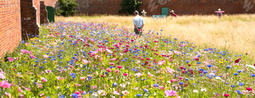 Preview: Man Walking In A Summer Wild Flower Meadow