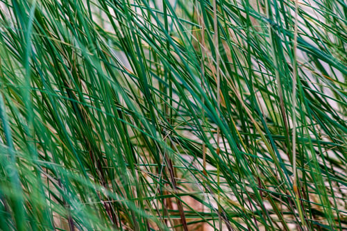Preview: Green Summer Foliage Details Abstract Background. Leaves, Grass, Bents And Branches