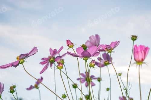 Preview: Beautiful Pink Cosmos Flowers in a Natural Setting
