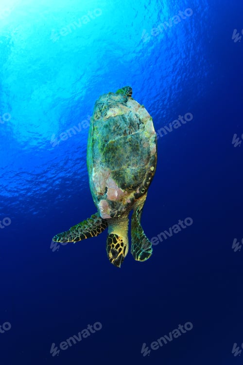 Preview: Hawksbill Sea Turtle In Blue Water
