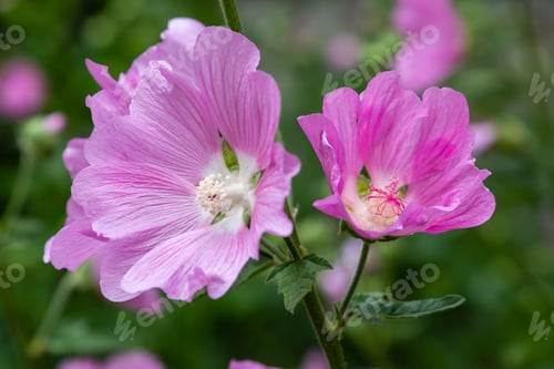 Preview: Pink Flower Of Alcea In Garden.