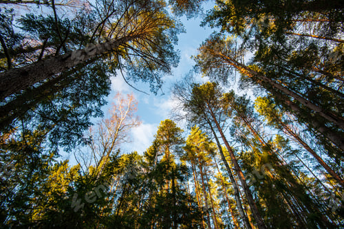 Preview: Tree Tops In Forest Growing To The Blue Sky. Fighting For Future