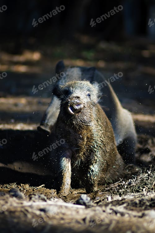 Preview: Wild Boar. Forest Background.
