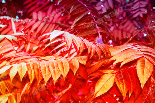 Preview: Autumn Landscape With Bright Colorful Leaves. Indian Summer.