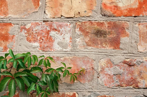 Preview: Vintage Brick Wall With Natural Floral Frame. Wild Grape On The Wall Of An Old Building. Texture