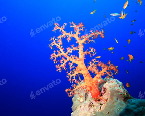 Preview: Nephtheidae Soft Coral