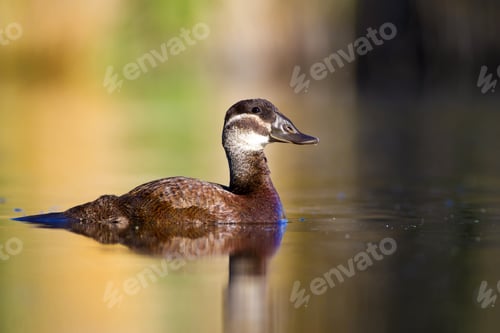 Preview: Swimming Duck. Colorful Nature Background. Bird: White Headed Duck. Oxyura Leucocephala.