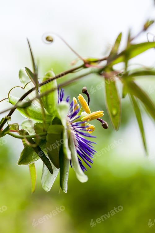 Preview: Passion Flower (Passiflora Incarnata) With Details