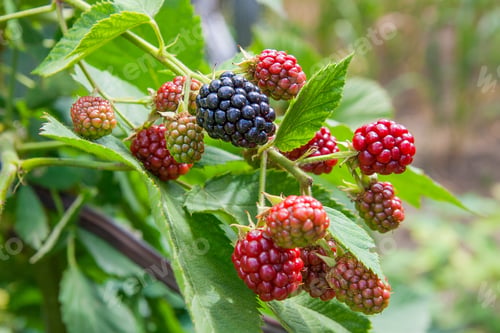 Preview: Red And Black Wild Blackberries Bushes And Branches On Green Leaves Background In The Garden. Close