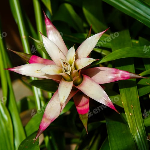Preview: Flower Of Bromelia (Family: Bromeliaceae, Subfamily: Bromelioideae) Closeup Blooming Flower Plant