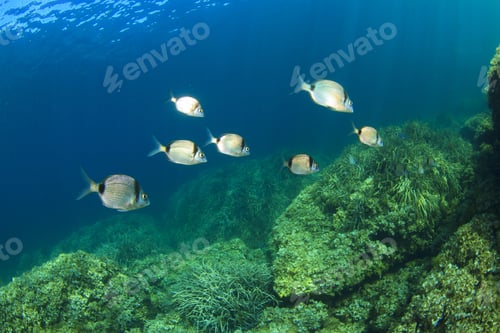 Preview: School Sea Bream Fish