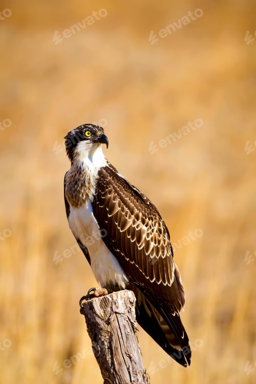 Preview: Osprey. Yellow Nature Background. Konya Turkey