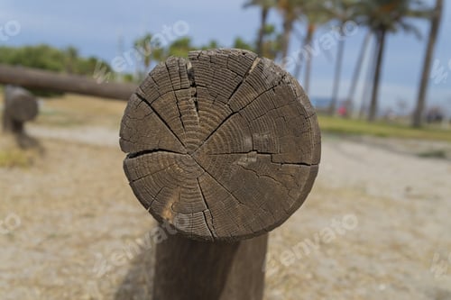 Preview: Cut Tree Trunk.