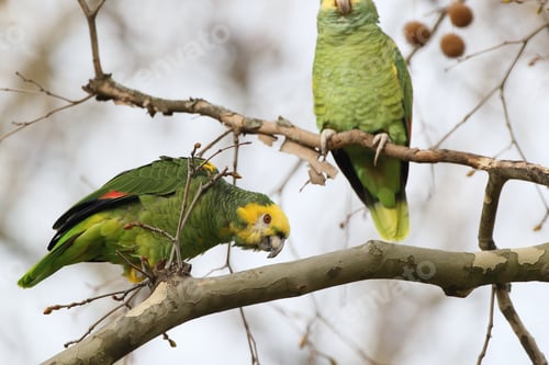 Preview: Yellow-Headed Amazon (Amazona Oratrix), Rosenstein Park, Stuttgart, Baden-Wuerttemberg