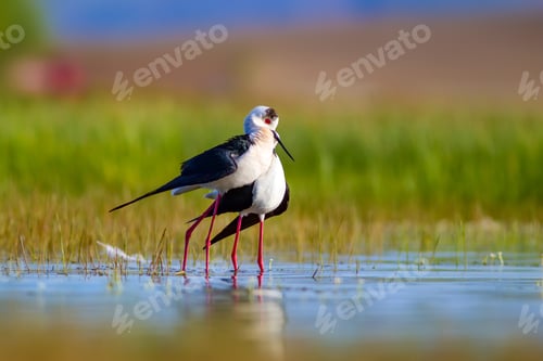 Preview: Mating Birds. Green Nature Background. Birds: Black Winged Stilt