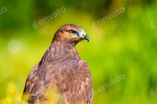 Preview: Bird Of Prey. Portrait Of Buzzard. Green Nature Background.