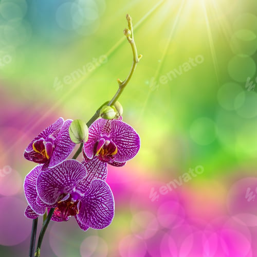 Preview: Purple Orchid Flower With White Stripes Close Up On Blur Green And Purple Background In Sun Rays