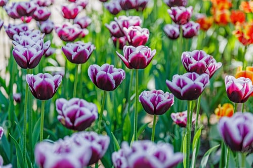 Preview: Blooming Tulips In The Spring Garden