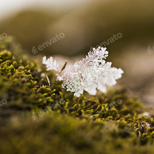 Preview: Snowflake On Moss