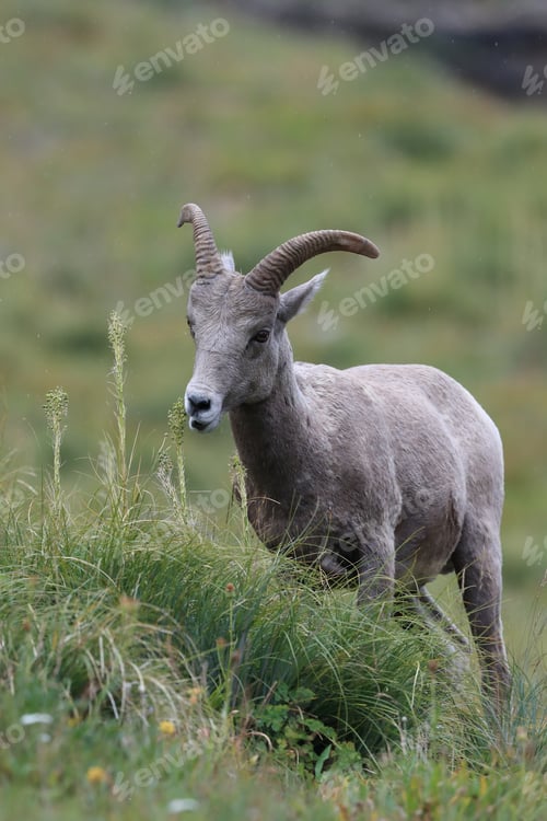 Preview: Bighorn Sheep Glacier National Park Montana Usa