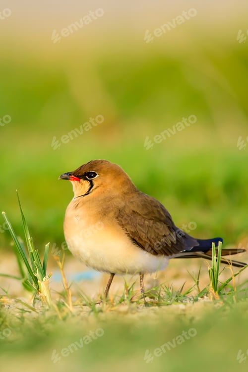 Preview: Cute Bird. Collared Pratincole. Glareola Pratincola