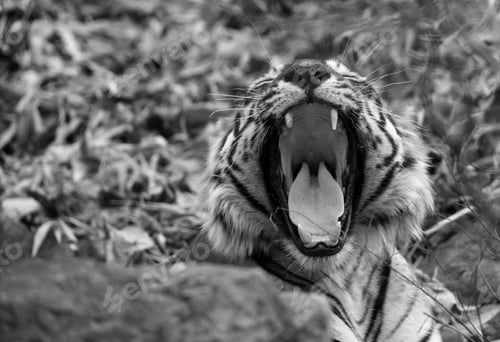 Preview: Tiger T34, Kumbha Yawning At Ranthambore Tiger Reserve