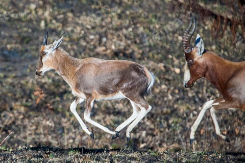 Preview: Blesbok Antelopes (Damaliscus Pygargus) In The Malolotja Nature Reserve, Swaziland