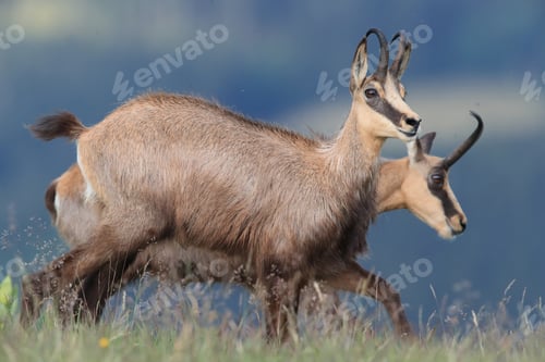 Preview: Chamois (Rupicapra Rupicapra) Vosges Mountains, France