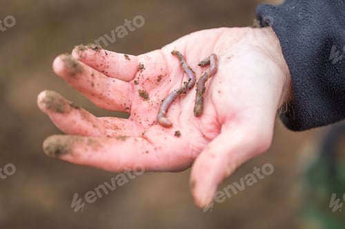 Preview: Man Hand With Earthworm. Human Hand Holding Earthworm Taken From Ground.