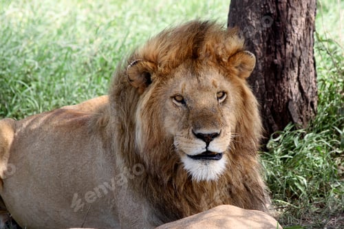 Preview: Lion In The Serengeti National Park, Tanzania