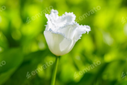 Preview: Spring Blooming Tulip Flowrs Blossom Scene. Tulips In Spring Blooming Garden. Tulip Festival In