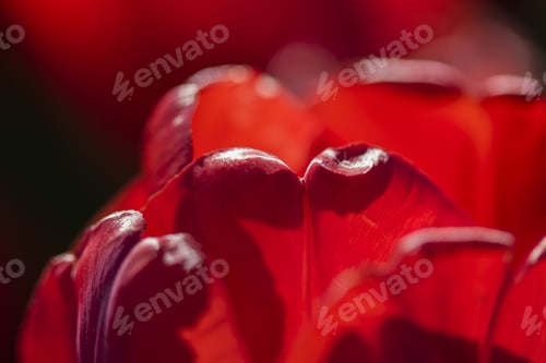 Preview: Abstract Photo With Red Tulip Petals