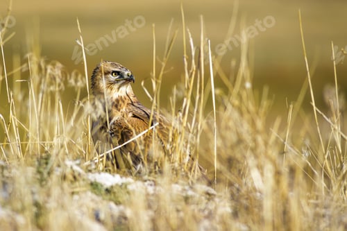 Preview: Bird Of Prey. Buzzard. Yellow Dry Reeds Background. Bird: Long Legged Buzzard. Buteo Rufinus.
