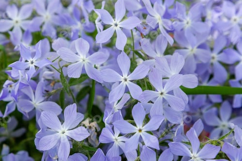 Preview: Phlox Divaricata In Spring Garden. 'Blue Moon' Flowers, Wild Sweet William Or Blue Phlox Is