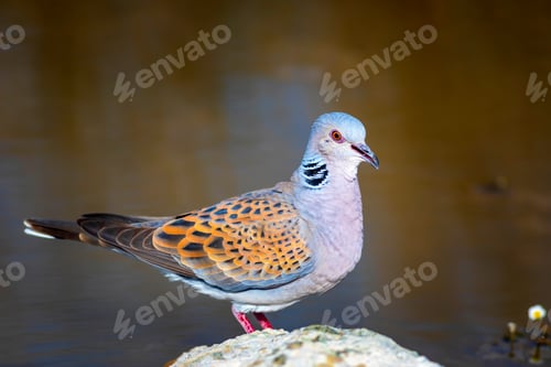 Preview: Colorful Dove. Nature Background. Bird: European Turtle Dove. Streptopelia Turtur.